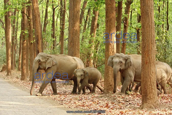 : Indian / Asian Elephants coming out of Sal forest : Indian / Asian Elephants coming out of Sal forest
