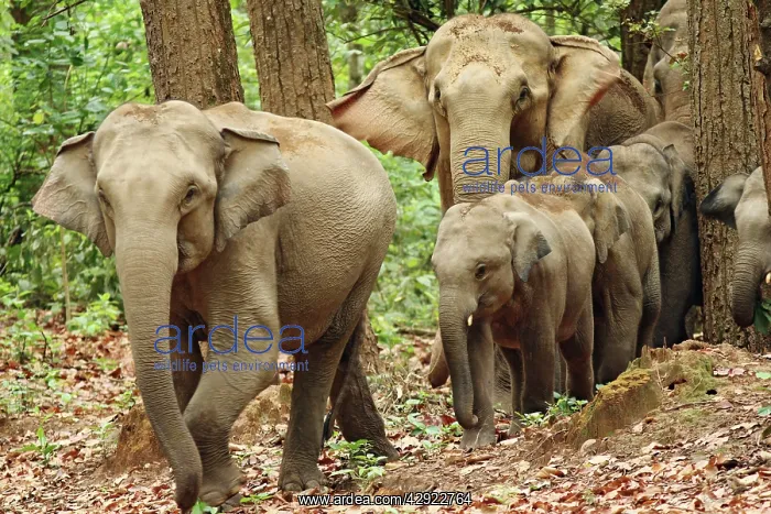 : Indian / Asian Elephants coming out of Sal forest : Indian / Asian Elephants coming out of Sal forest