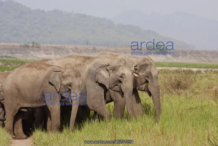 : Indian Asian Elephants, Corbett National Park, India : Indian Asian Elephants, Corbett National Park, India