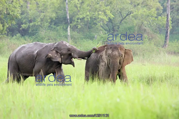: Indian / Asian Elephants courting in the raining season : Indian / Asian Elephants courting in the raining season