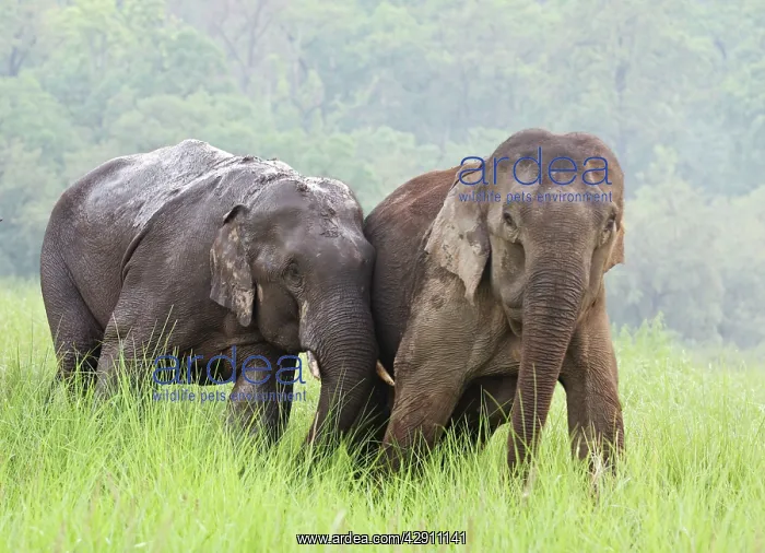 : Indian / Asian Elephants courting in the raining season : Indian / Asian Elephants courting in the raining season