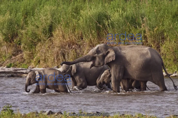 : Indian Asian Elephants, crossing the river Ramganga : Indian Asian Elephants, crossing the river Ramganga