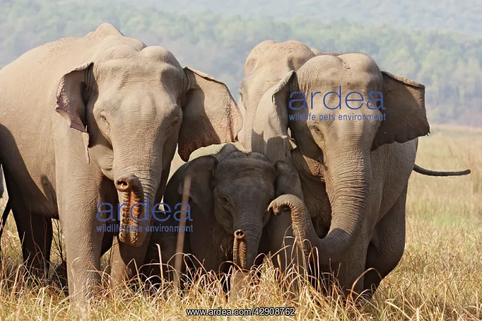 : Indian / Asian Elephants - expressing solidarity : Indian / Asian Elephants - expressing solidarity