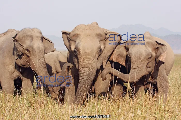 : Indian / Asian Elephants - expressing solidarity : Indian / Asian Elephants - expressing solidarity