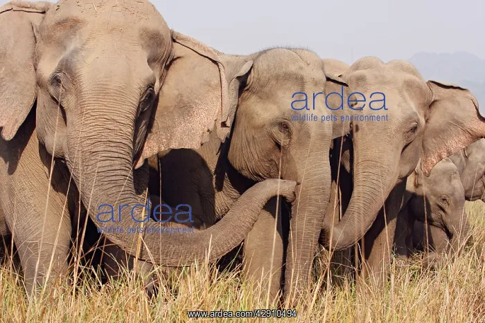 : Indian / Asian Elephants expressing solidarity : Indian / Asian Elephants expressing solidarity