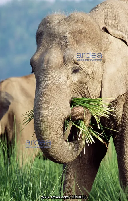 : Indian / Asian ELEPHANTS - Feeding : Indian / Asian ELEPHANTS - Feeding