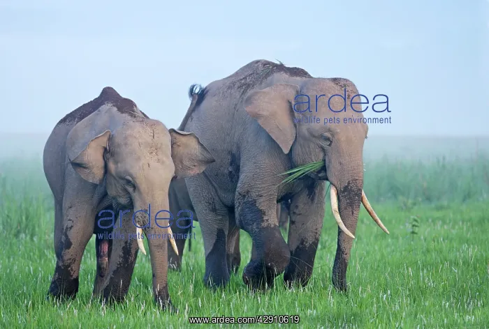 : Indian / Asian Elephants feeding at dusk : Indian / Asian Elephants feeding at dusk