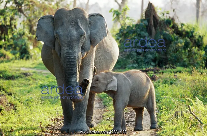 : Indian / Asian ELEPHANTS - female with calf : Indian / Asian ELEPHANTS - female with calf