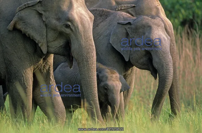 : Indian / Asian Elephants in the grassland : Indian / Asian Elephants in the grassland