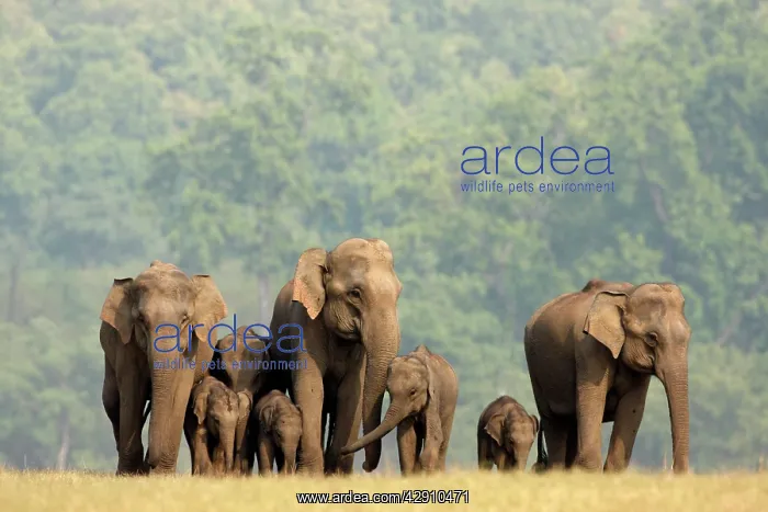 : Indian / Asian Elephants herd on the move : Indian / Asian Elephants herd on the move