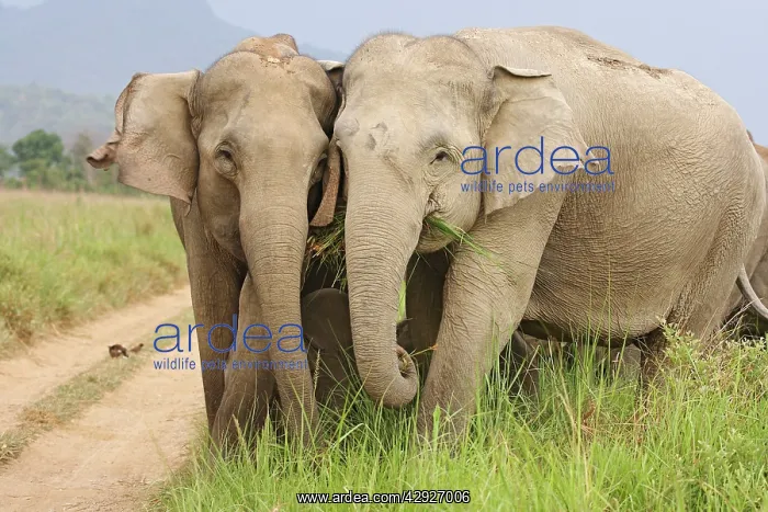 : Indian / Asian Elephants - herd : Indian / Asian Elephants - herd