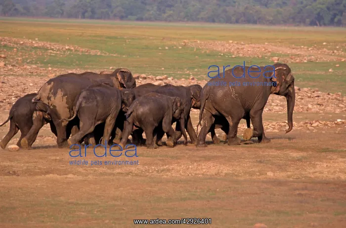 : Indian / Asian Elephants - Herd going back from : Indian / Asian Elephants - Herd going back from