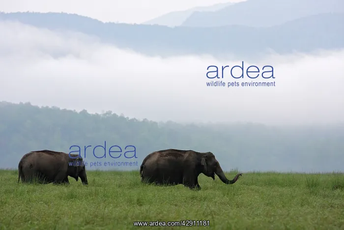 : Indian / Asian Elephants at Himalayan foothills : Indian / Asian Elephants at Himalayan foothills