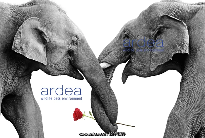 : Indian / Asian Elephants holding single red rose : Indian / Asian Elephants holding single red rose