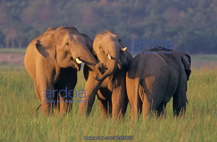 : Indian / Asian Elephants at play : Indian / Asian Elephants at play