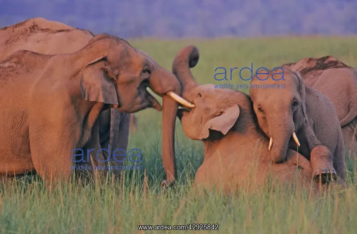 : Indian / Asian elephants at play : Indian / Asian elephants at play