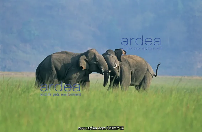 : Indian / Asian Elephants play-fighting : Indian / Asian Elephants play-fighting