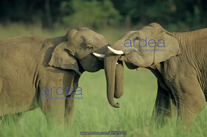 : Indian / Asian Elephants play-fighting : Indian / Asian Elephants play-fighting