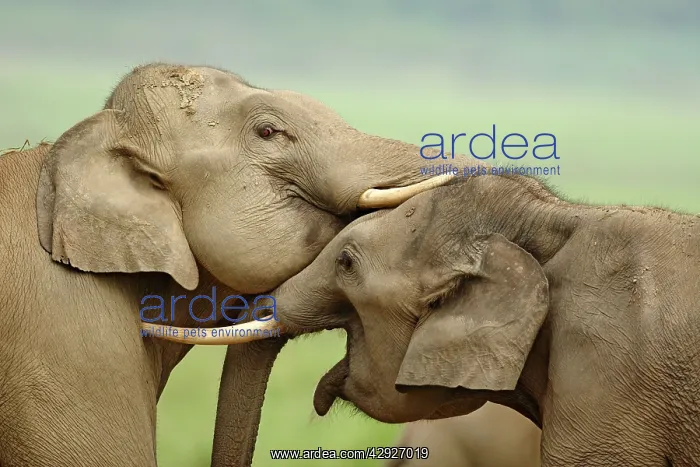 : Indian / Asian Elephants play fighting : Indian / Asian Elephants play fighting