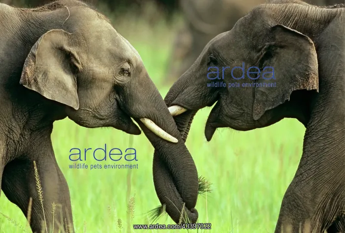 : Indian / Asian Elephants play-fighting : Indian / Asian Elephants play-fighting