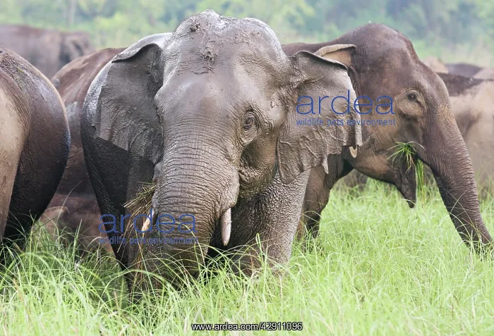 : Indian / Asian Elephants after the rain : Indian / Asian Elephants after the rain