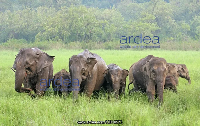 : Indian / Asian Elephants in the rain-soaked grassland : Indian / Asian Elephants in the rain-soaked grassland