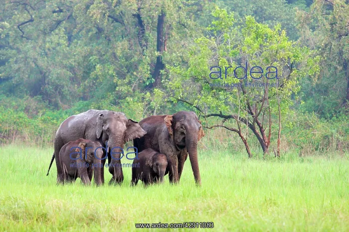 : Indian / Asian Elephants in the rain-soaked grassland : Indian / Asian Elephants in the rain-soaked grassland