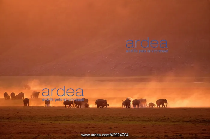 : Indian / Asian Elephants - resting on riverbed of Ramganga : Indian / Asian Elephants - resting on riverbed of Ramganga