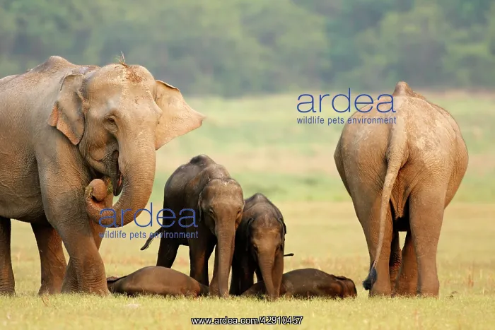 : Indian / Asian Elephants & sleeping calves : Indian / Asian Elephants & sleeping calves