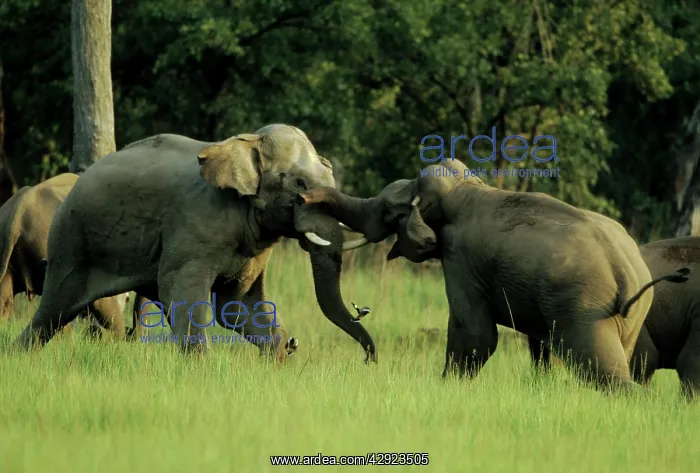 : Indian / Asian Elephants - Sparring : Indian / Asian Elephants - Sparring