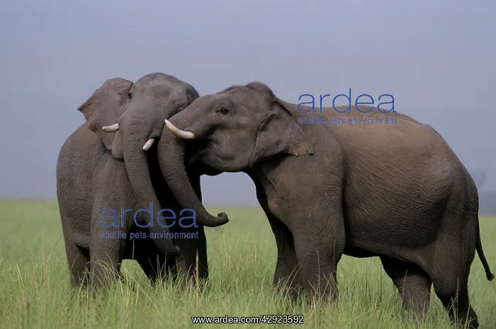 : Indian / Asian Elephants - two touching heads : Indian / Asian Elephants - two touching heads