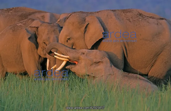 : Indian / Asian Elephants (Tuskers) communicating : Indian / Asian Elephants (Tuskers) communicating