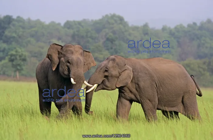 : Indian / Asian Elephants (Tuskers) play-fighting : Indian / Asian Elephants (Tuskers) play-fighting