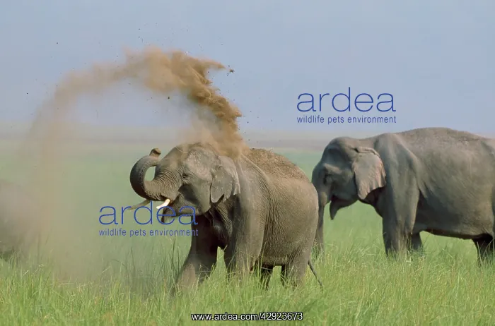 : Indian / Asian ELEPHANTS - Two, dust bathing : Indian / Asian ELEPHANTS - Two, dust bathing