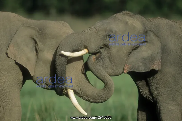 : Indian / Asian ELEPHANTS - two, greeting each other : Indian / Asian ELEPHANTS - two, greeting each other