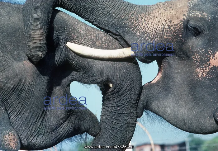 : Indian / Asian ELEPHANTS - x two close-up, Jousting : Indian / Asian ELEPHANTS - x two close-up, Jousting