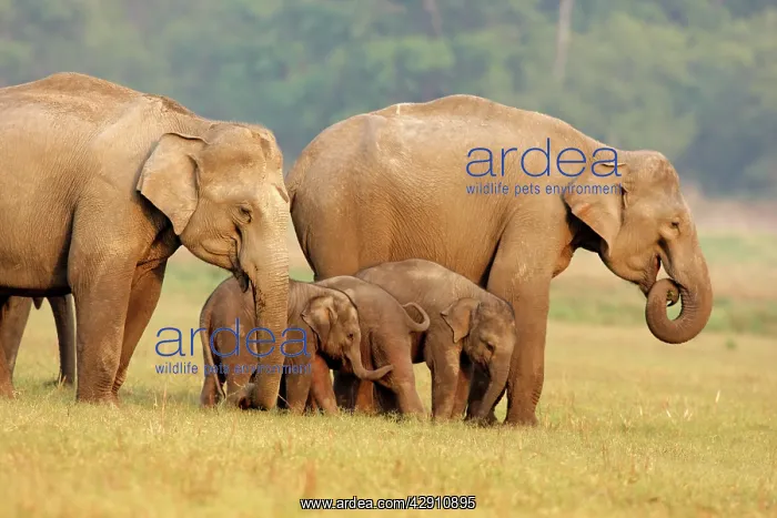 : Indian / Asian Elephants & young ones : Indian / Asian Elephants & young ones