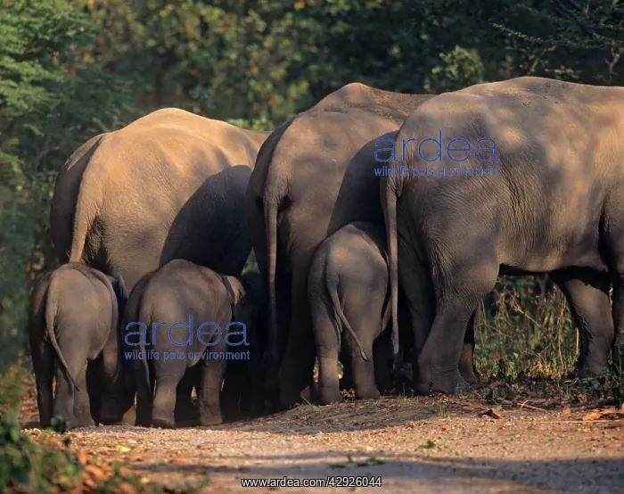 : Indian / Asian Elephants & young ones : Indian / Asian Elephants & young ones