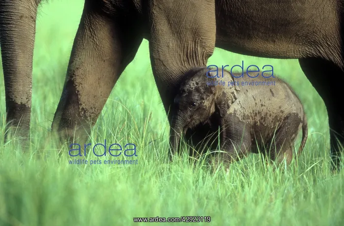 : Indian / Asian ELEPHANTS - young walking with adult : Indian / Asian ELEPHANTS - young walking with adult