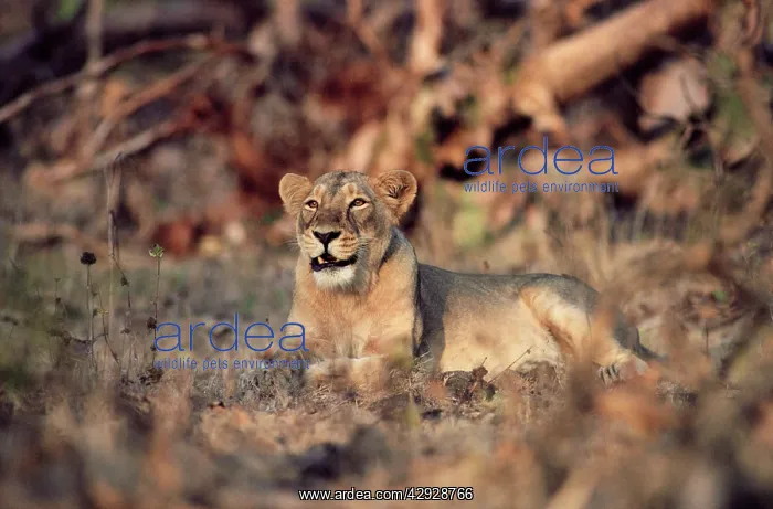: Indian / Asiatic Lion : Indian / Asiatic Lion