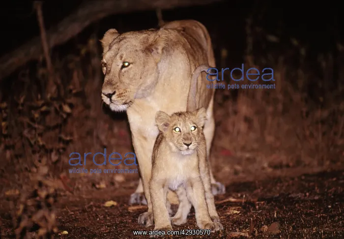 : Indian / Asiatic LIONESS - female with cub at night : Indian / Asiatic LIONESS - female with cub at night