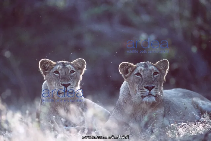 : Indian / Asiatic LIONESS - two females in grass : Indian / Asiatic LIONESS - two females in grass