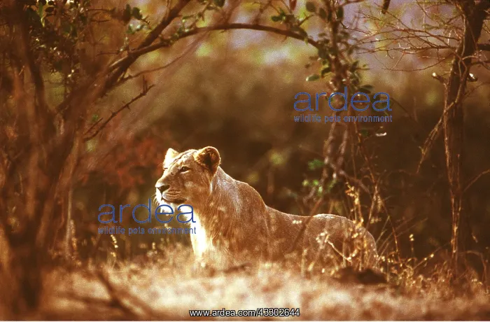 : Indian / Asiatic LIONESS - single female : Indian / Asiatic LIONESS - single female