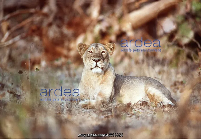 : Indian / Asiatic LIONESS - single female : Indian / Asiatic LIONESS - single female