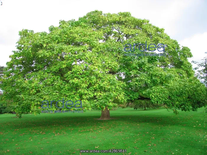  : Indian Bean Tree  /  Catalpa