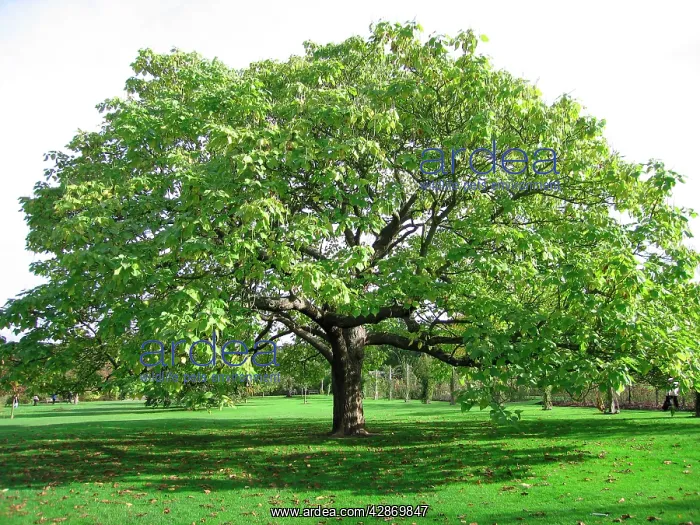 : Indian Bean Tree / Catalpa : Indian Bean Tree / Catalpa