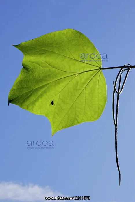 : Indian Bean Tree - showing leaf and ripening bean pods : Indian Bean Tree - showing leaf and ripening bean pods