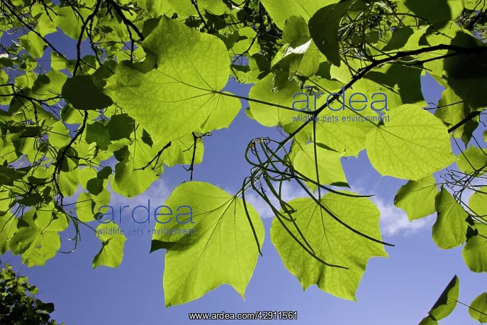 : Indian Bean Tree - showing leaves and ripening bean pods : Indian Bean Tree - showing leaves and ripening bean pods