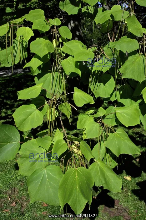 : Indian Bean Tree - showing leaves and ripening bean pods : Indian Bean Tree - showing leaves and ripening bean pods