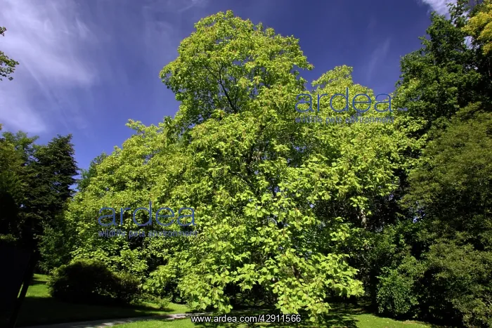 : Indian Bean Tree - standing in park : Indian Bean Tree - standing in park